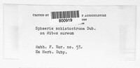 Sphaeria schistostroma image